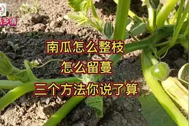 南瓜怎么整枝？留几个分蔓？三个方法自己随便选