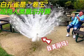勤快的稀有白孔雀，别的孔雀还在偷懒，它却主动向人类展示开屏