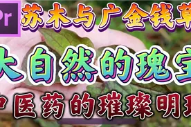 苏木与金钱草：大自然的瑰宝，中医药的璀璨明珠视频封面