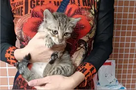 3-22救助翻嚟的1个几月大的狸花猫BB开朗活泼可爱，超得人钟意。视频封面
