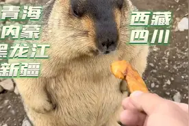 还吃？收你们来了！哈哈...旱獭土拨鼠！内容启发搜索  神奇动物视频封面
