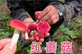小农乡捡了2斤红蘑菇，晒干了炖腊肉吃，朵朵吸满汤汁，你敢吃吗视频封面