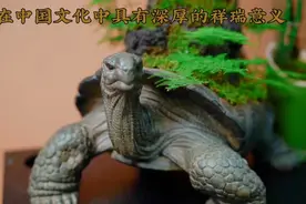 龟在中国文化中是有深厚祥瑞意义