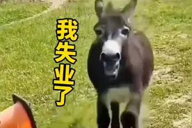 驴哭着对我说：我彻底失业了！视频封面