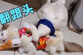 猫把大鹅踢的翻跟头？鹅宝也不示弱一嘴让猫咪倒地，打的不可开交视频封面