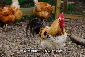 一说到“两年半”，你会想到谁？为什么偏偏是他呢？视频封面