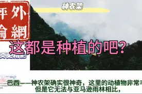 韩国网友：这是种植林！外网评论中国神农架风景区！视频封面