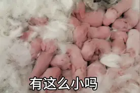 被兔子的繁殖能力震惊了，一窝能下二十几个也太吓人了视频封面