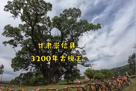 甘肃崇信县中华古槐王，比秦始皇还大一千岁的槐树长什么样视频封面