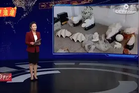 山东淄博：山东首例特大非法买卖砗磲案告破视频封面
