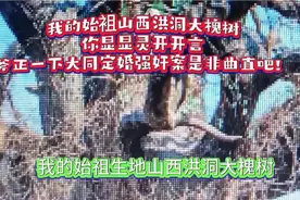 始祖山西洪洞大槐树，请你斧正一下大同定婚强奸案的是非曲直吧！视频封面