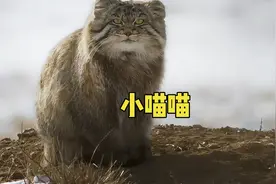 俗称 （兔狲）-动物界学名叫（帕拉斯猫）世界上最致命的猎手视频封面