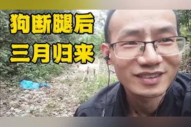 狗腿被车压断后续恢复过程