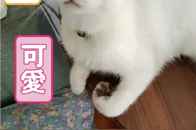 把猫咪刚舔好的毛给弄乱视频封面
