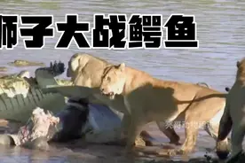 狮子大战鳄鱼，到底谁的实力更胜一筹？将通过三场战争来揭秘视频封面