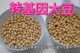普通大豆和转基因大豆的区别视频封面