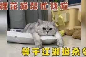 猫丢了，千万别让狸花猫帮忙找，那等于是发布了江湖追杀令！视频封面