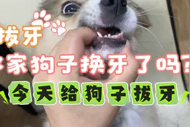小狗子也是会换牙的，看看小狗的小乳牙吧！