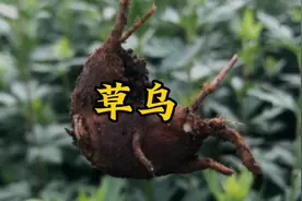 草乌视频封面