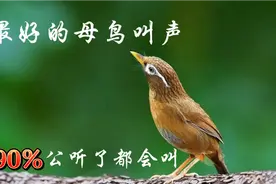 3只高品质母画眉叫声，专治不开口，提性专用，每天都要听一遍视频封面