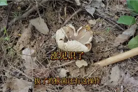 真是涨见识了，我的菌搭子告诉我这波神奇操作。视频封面