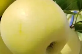 火箭果，也叫乐琪小苹果，小苹果中的天花板视频封面
