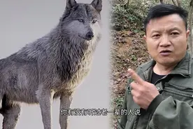如果碰上野狼，用什么办法让他怕你？视频封面
