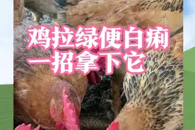 鸡拉绿便白痢一招拿下它视频封面