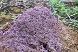 小伙发现紫色蚂蚁窝，往蚂蚁窝中倒入铝水，得到一件精美的艺术品视频封面
