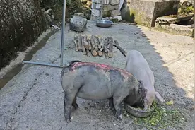#网红猪坚强在康复换皮中视频封面