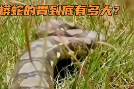 蟒蛇的胃到底有多大？视频封面