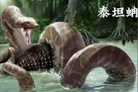 泰坦蚺吃下一头乌龟，差点把肚子撑爆，四五米的鳄鱼照样吃！视频封面