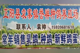 鸽子蛋的营养价值视频封面