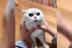 盘点那些被玩坏的猫咪，用猫语翻译器挑衅猫咪，遭到它的疯狂攻击视频封面