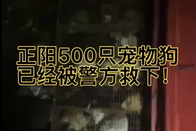 正阳500只宠物狗被警方救下全过程！视频封面
