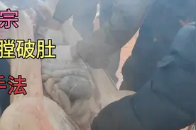农村杀猪正宗开膛破肚的手法视频封面
