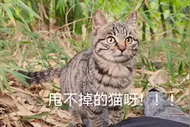 狗里狗气的狸花猫，甩也甩不掉，太搞笑了视频封面