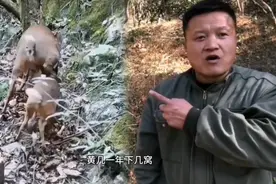 黄几一年产几窝，一窝产几个？正常野猪一年能产一窝视频封面
