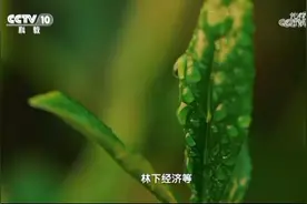 2024.8.15 CCTV10广告视频封面