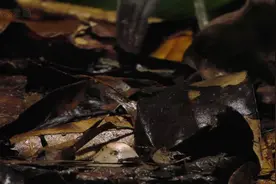 森林中的惊喜发现：不是蘑菇，是大自然的馈赠！视频封面