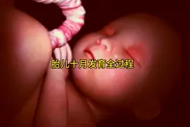 胚胎如何发育成宝宝，动画演示胎儿十个月发育全过程视频封面