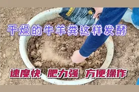 牛羊粪发酵很多人都做错了，这样发酵速度快 肥力强 关键还不烧苗