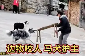 边牧咬人 马犬护主，养不熟就炖熟视频封面