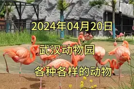 武汉动物园，各种各样的动物。2024年04月20日，周末陪伴孩子游玩视频封面
