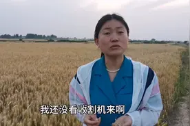湖北枣阳市七方镇的小麦都熟了 为啥没看到收割机来 燕子急的跺脚视频封面