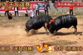 26万引进的牛王1分钟就被打跑了，非常的遗憾震惊，它还有希望吗视频封面