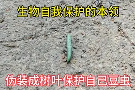 大自然真奇妙，每种生物都有自我保护的本能。视频封面