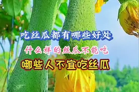 吃丝瓜有很多好处，但是有一种丝瓜千万不能吃，可能会导致中毒视频封面