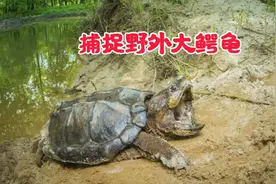 用地笼捕捉野外大鳄龟视频封面
