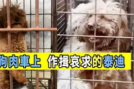 伟大的母爱！怀孕的泰迪在狗肉车上作揖哀求，想保护自己的孩子！视频封面